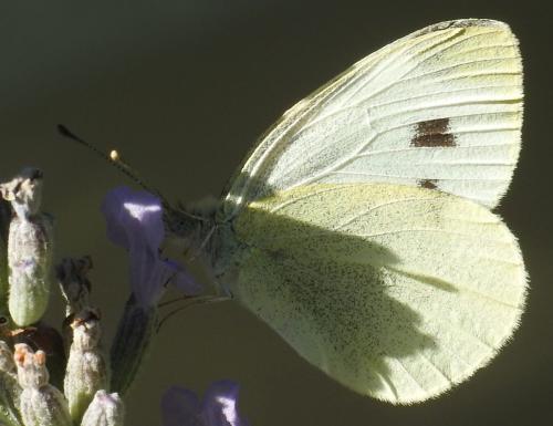Réf. 267 137 : Pieris mannii